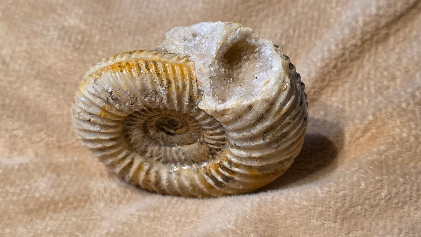 Parkinsonia fossil id djf0108