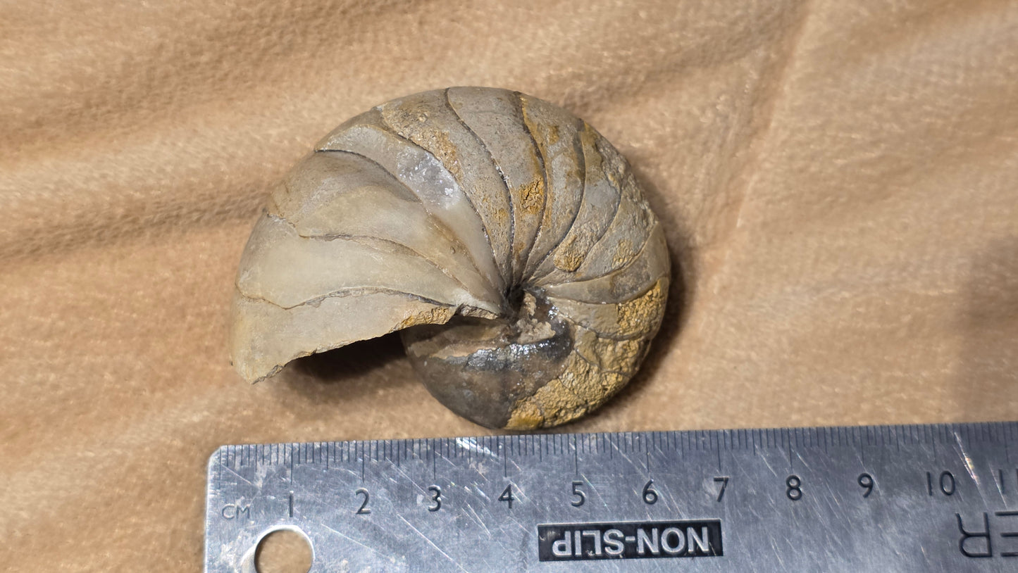 Cenoceras inornatum fossil id djf0117