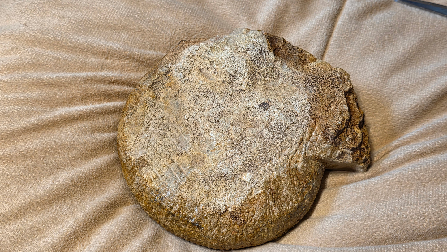 stephanoceras humphriesianum fossil id djf0104