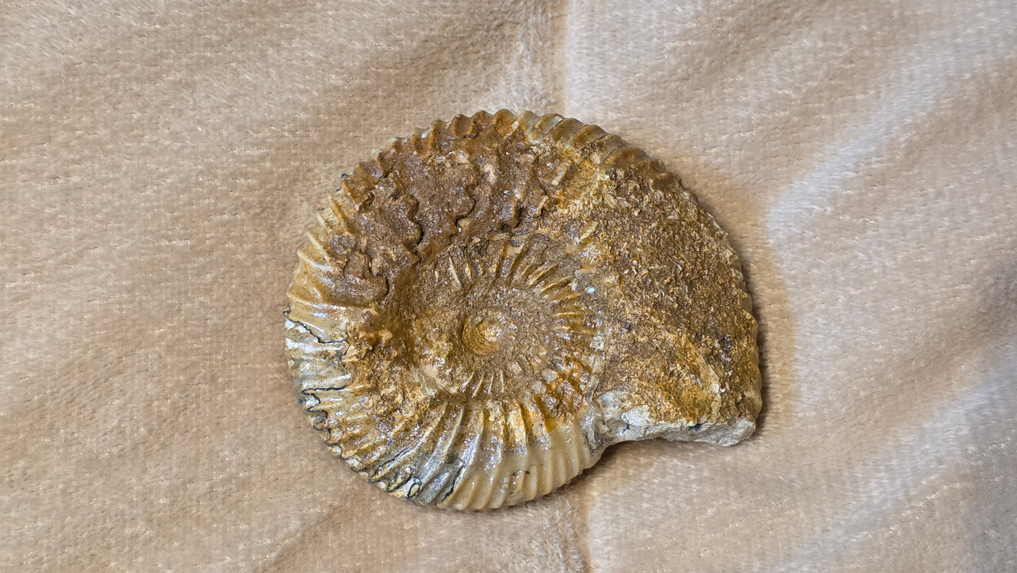 Parkinsonia fossil id djf0100