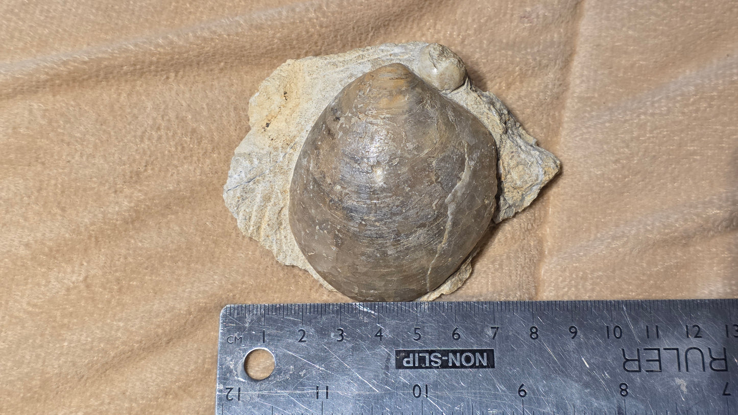 Astarte Obliqua Bivalve fossil id djf0112
