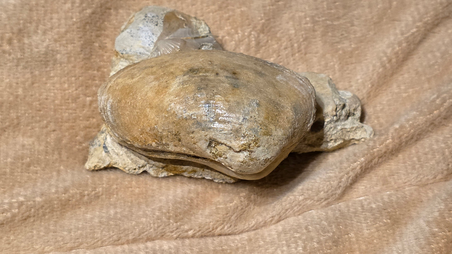 jurrasic bivalve fossil pleuroma?? id djf011