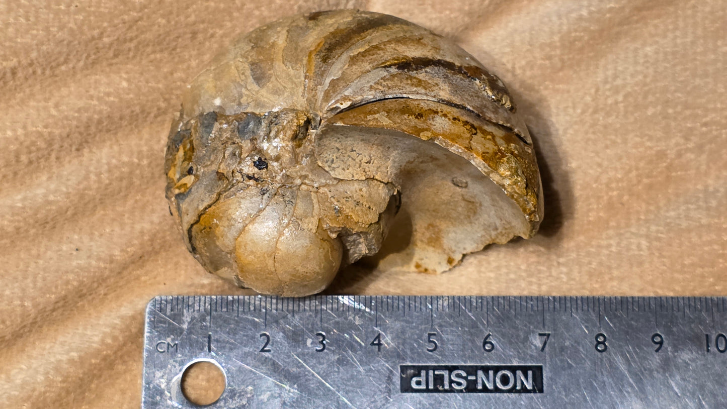 Cenoceras inornatum fossil id djf0118