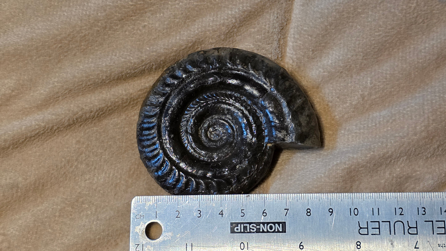 Hildoceras Bifrons fossil id djf0101