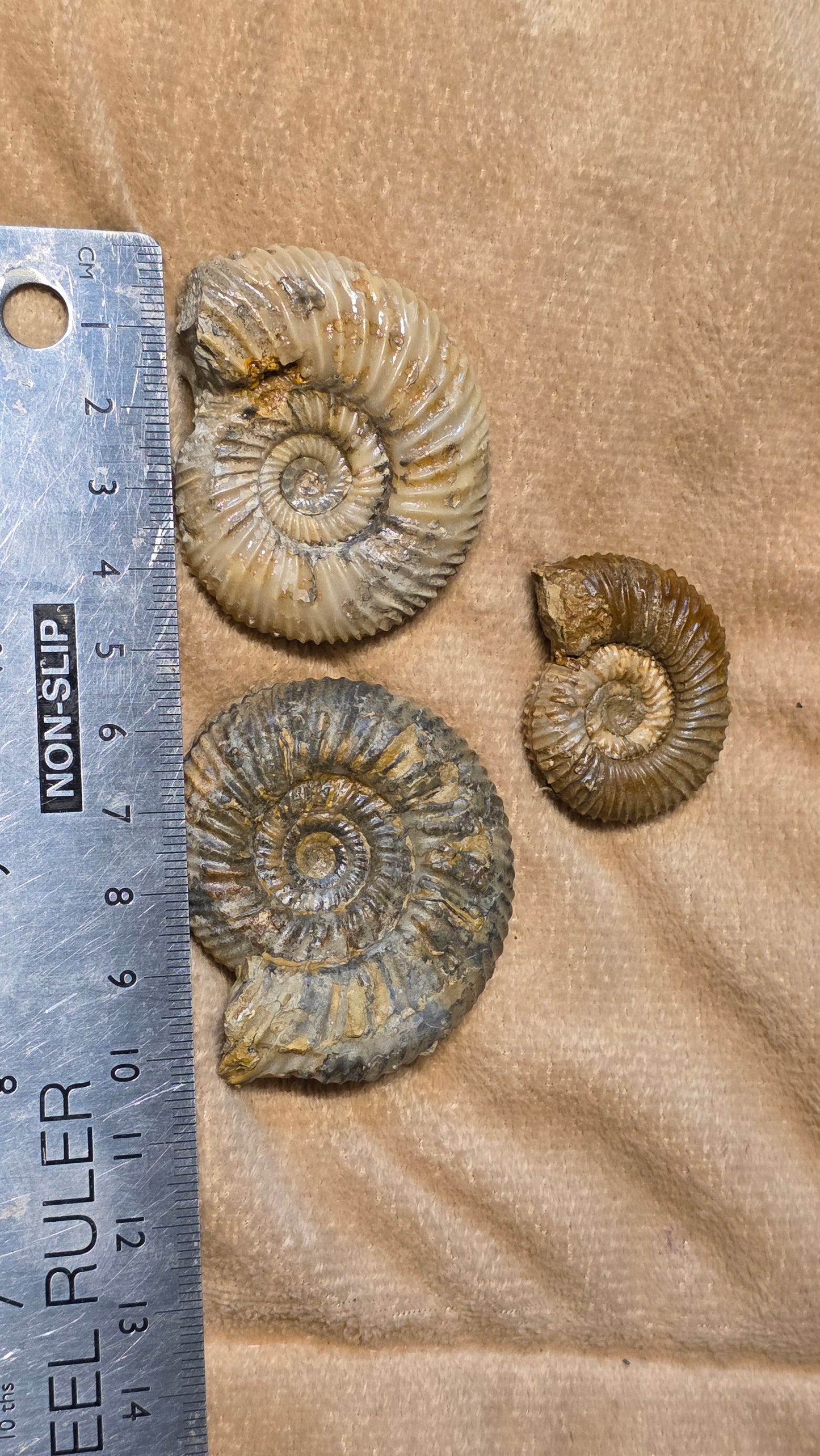 Parkinsonia fossils x3 id djf0110