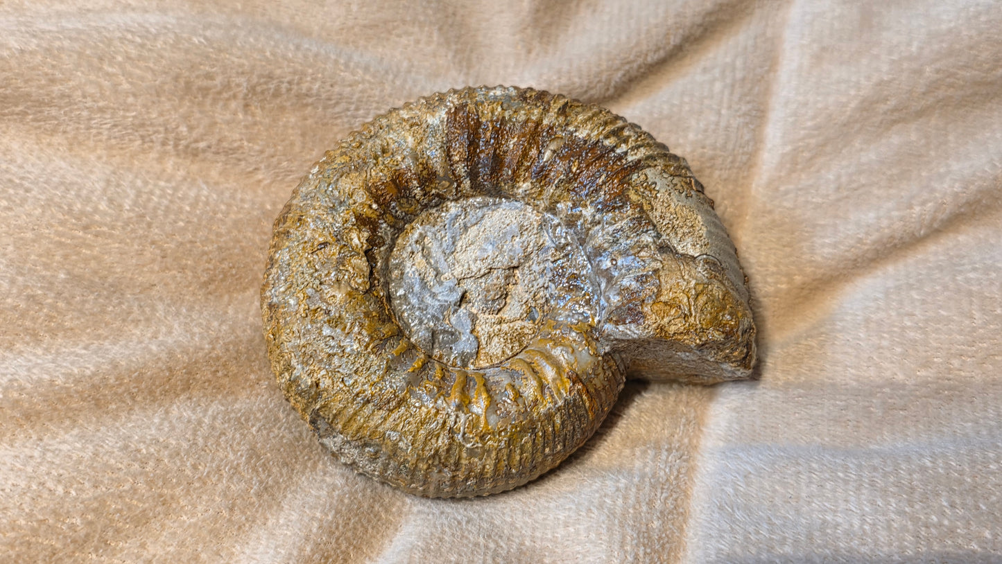stephanoceras humphriesianum fossil id djf0103