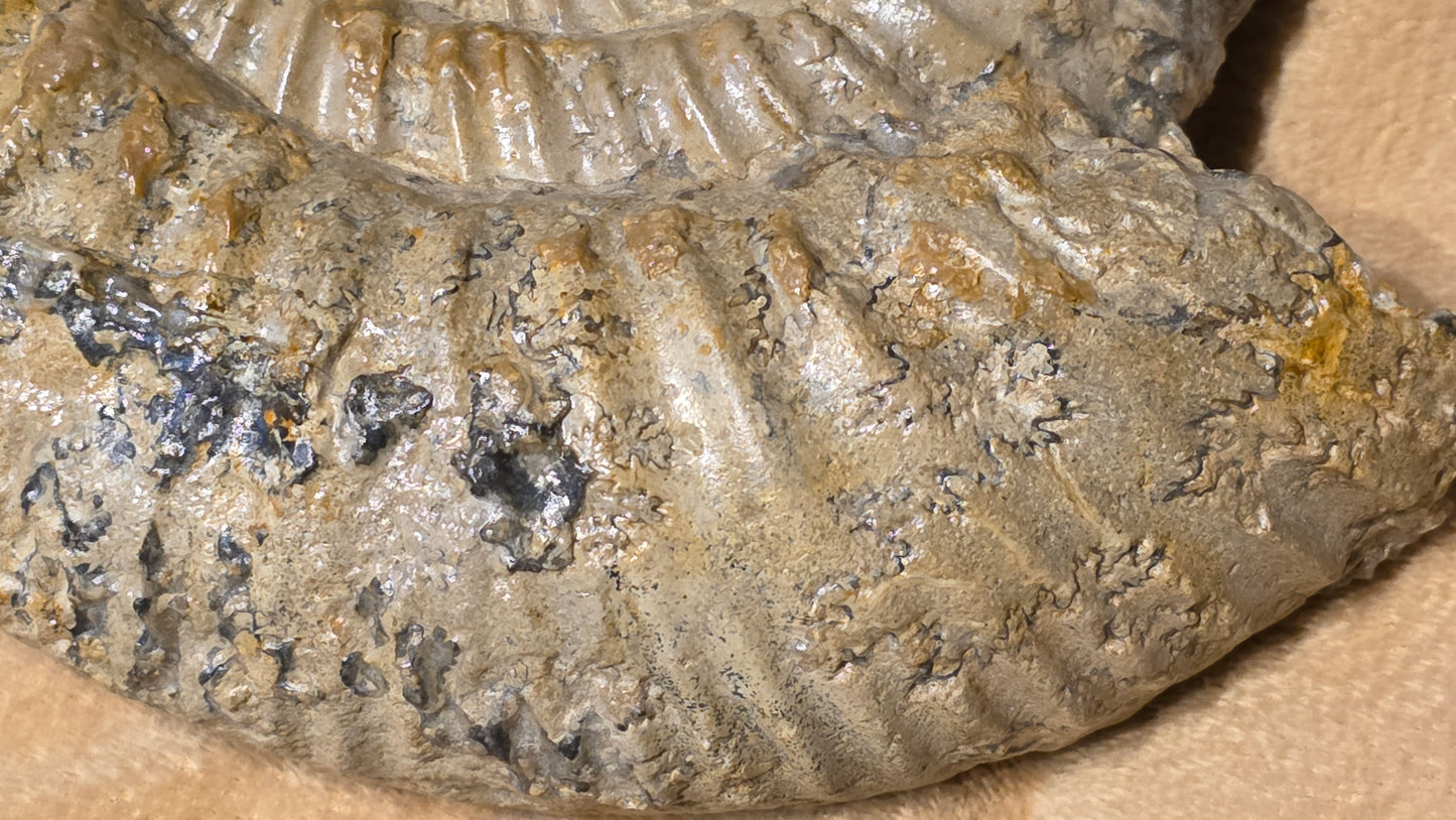 Parkinsonia ?? fossil id djf0115