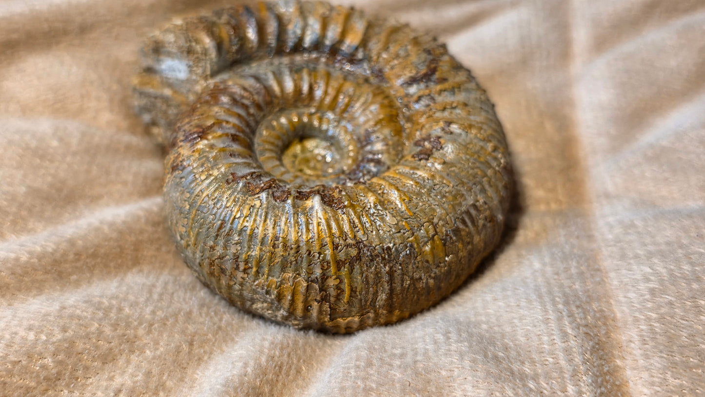 stephanoceras humphriesianum fossil id djf0103