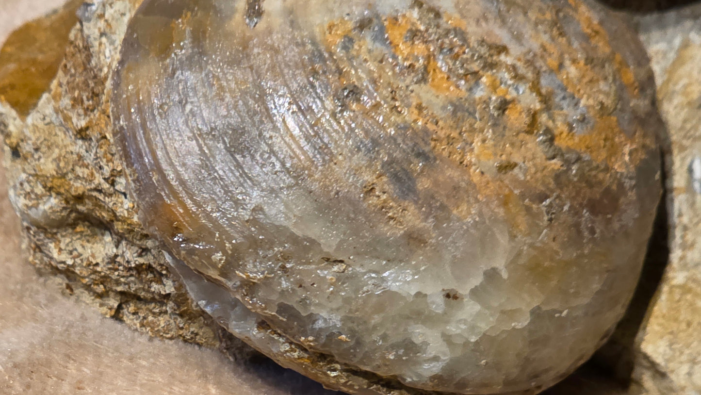 Astarte Obliqua Bivalve fossil id djf0113