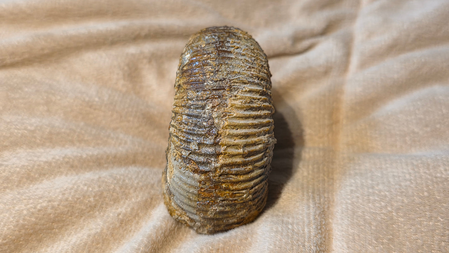 stephanoceras humphriesianum fossil id djf0103