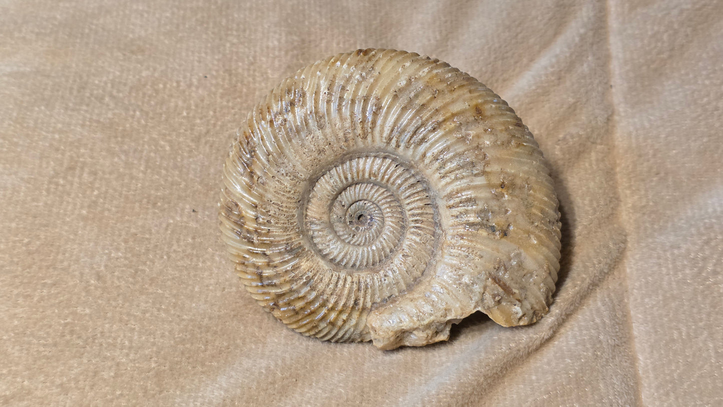 Parkinsonia fossil  id djf0109