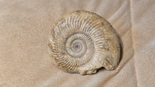 Parkinsonia fossil  id djf0109