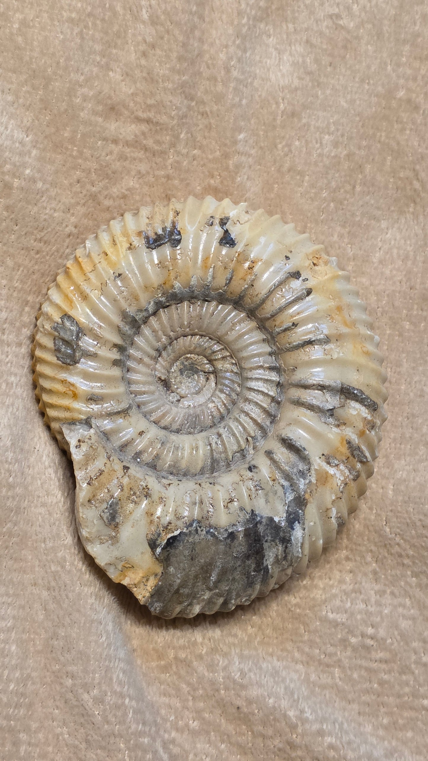 Parkinsonia fossil  id djf0108