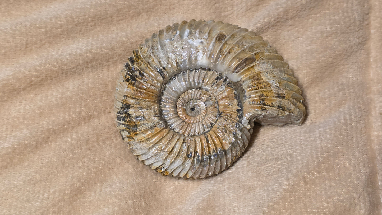 Parkinsonia fossil  id djf0116