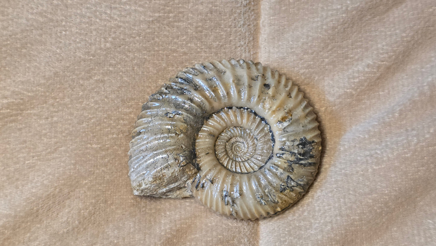 Parkinsonia fossil  id djf0100