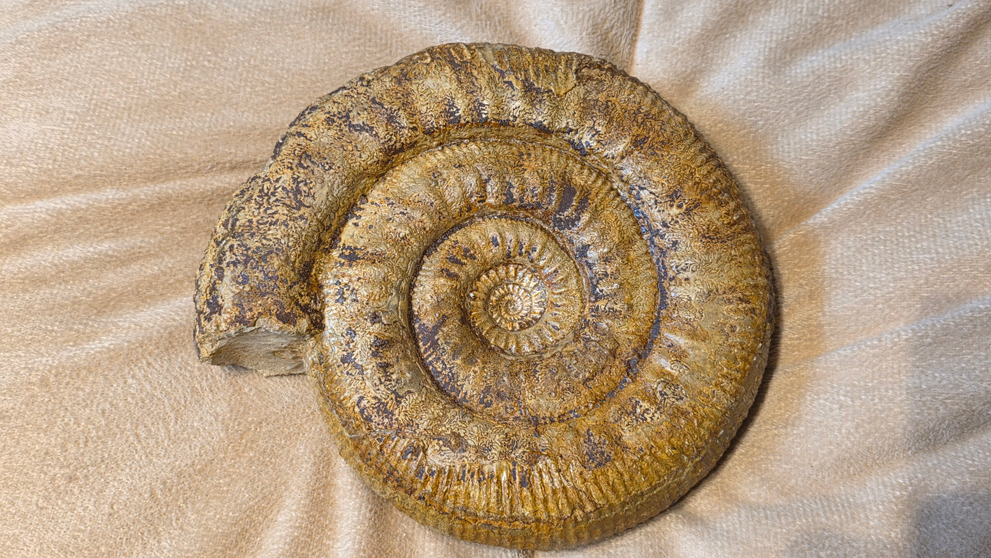 stephanoceras humphriesianum fossil id djf0104