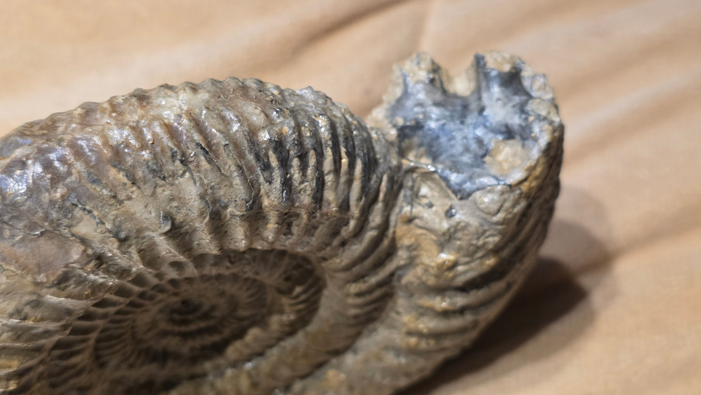 Parkinsonia ?? fossil  id djf0115