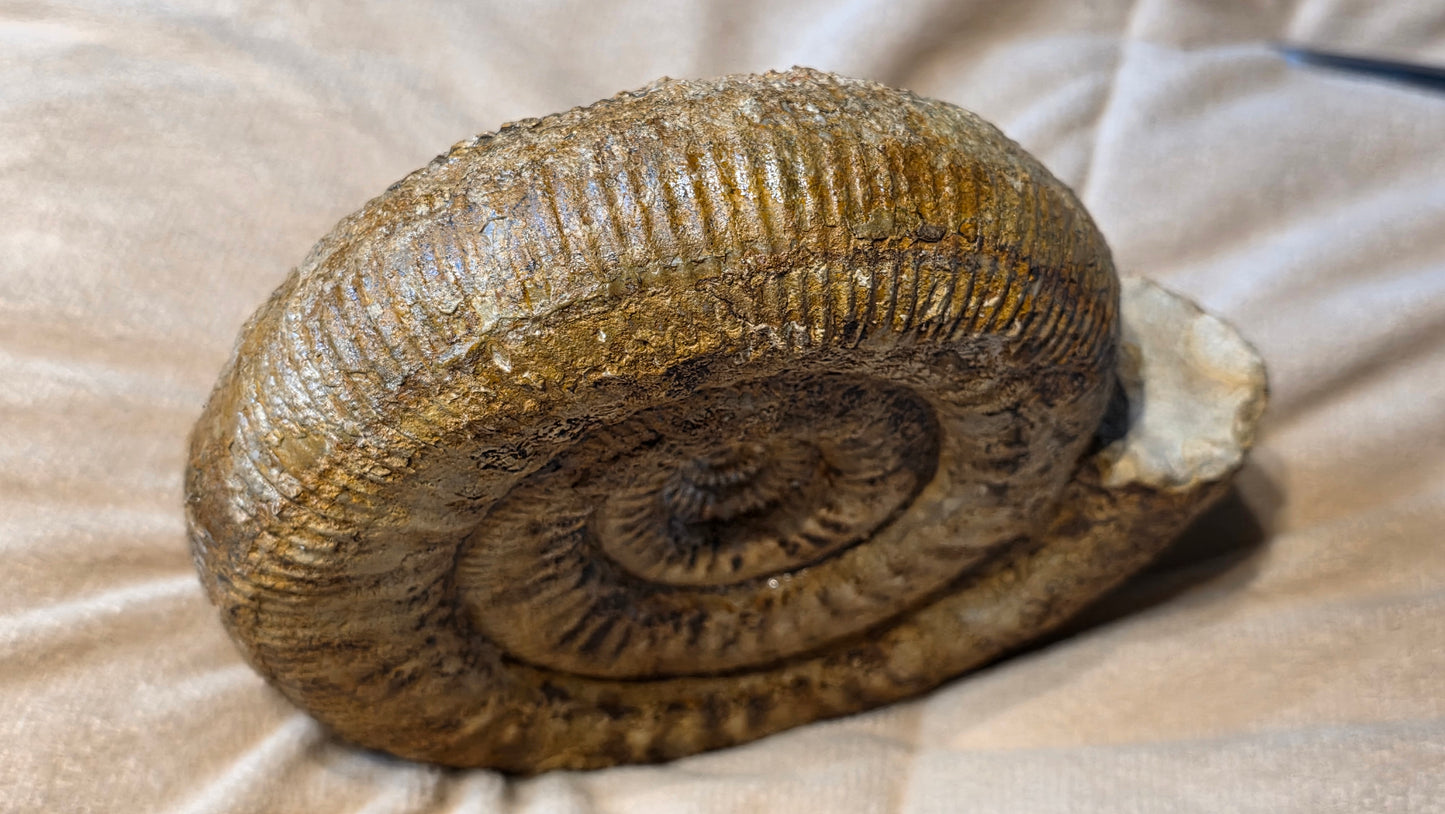 stephanoceras humphriesianum fossil id djf0104
