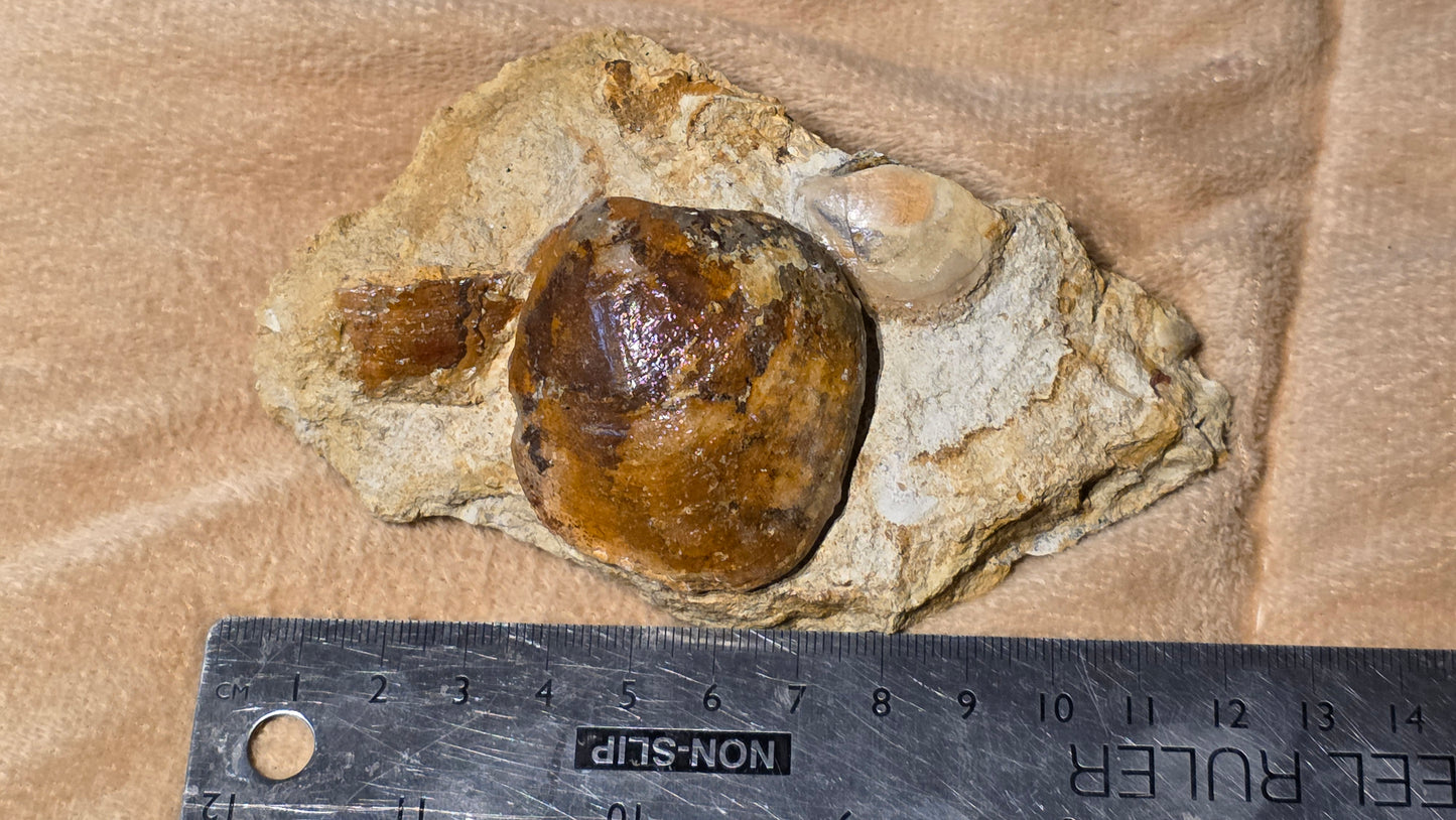 Astarte Obliqua Bivalve fossil id djf0111