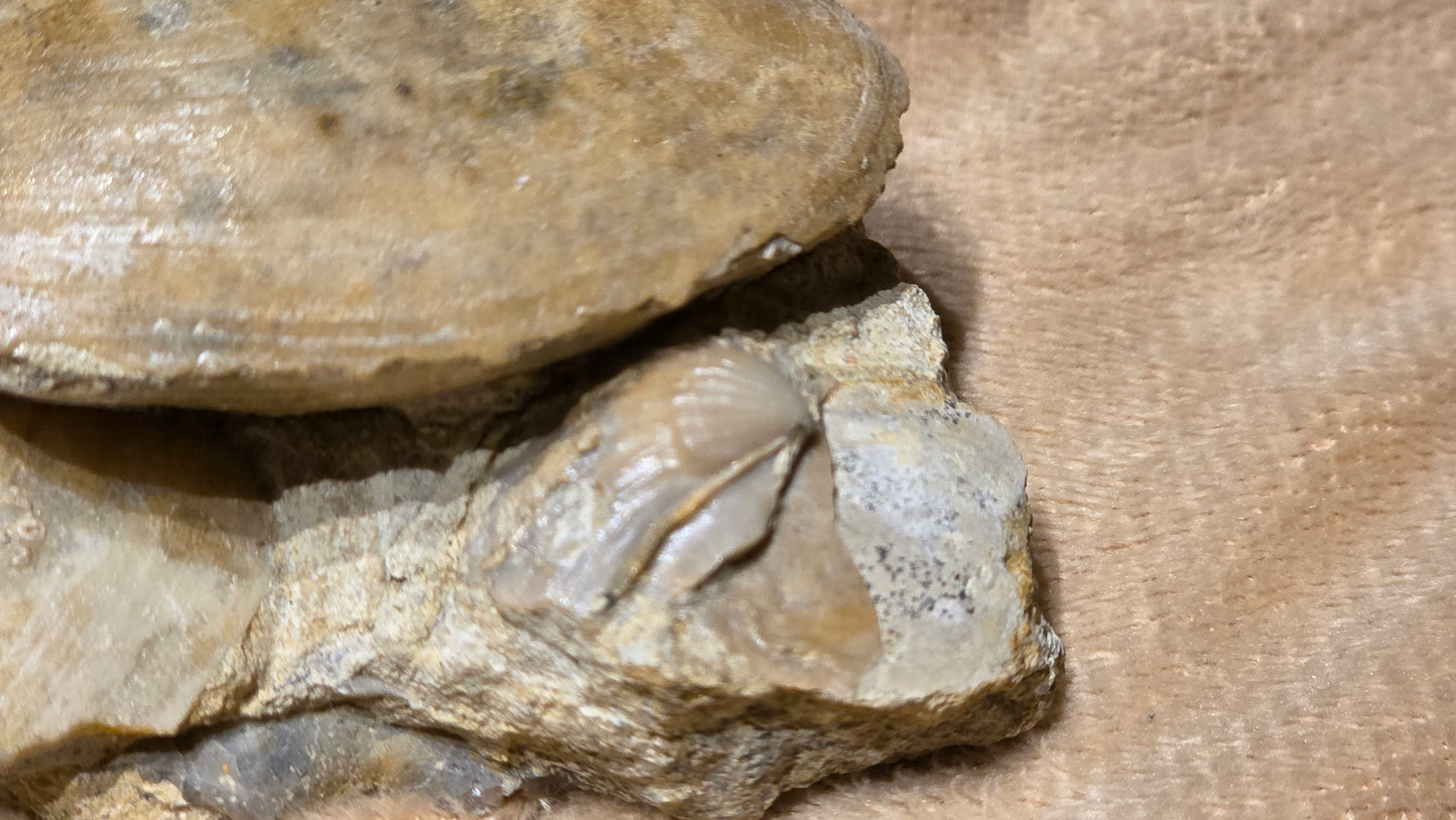 jurrasic bivalve fossil pleuroma?? id djf011