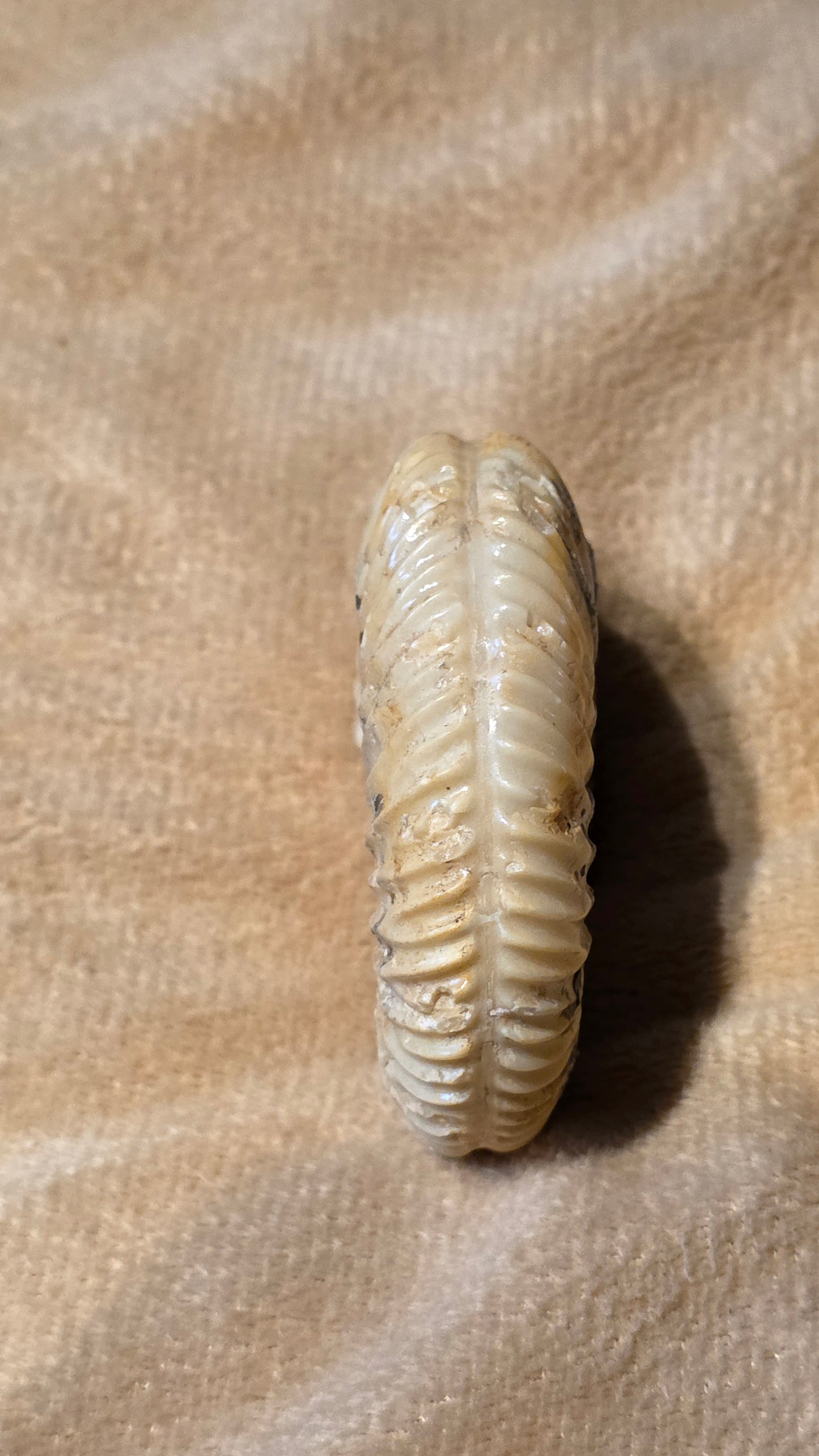 Parkinsonia fossil  id djf0108