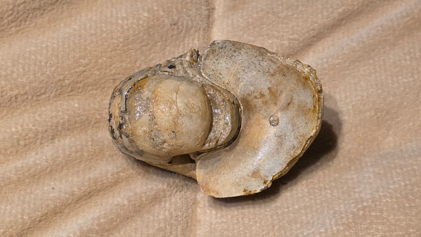 Cenoceras inornatum fossil id djf0118