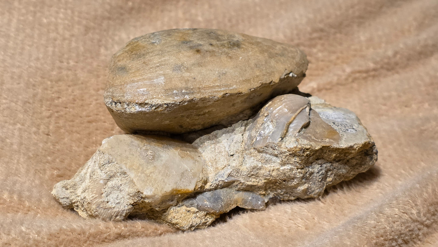 jurrasic bivalve fossil pleuroma?? id djf011