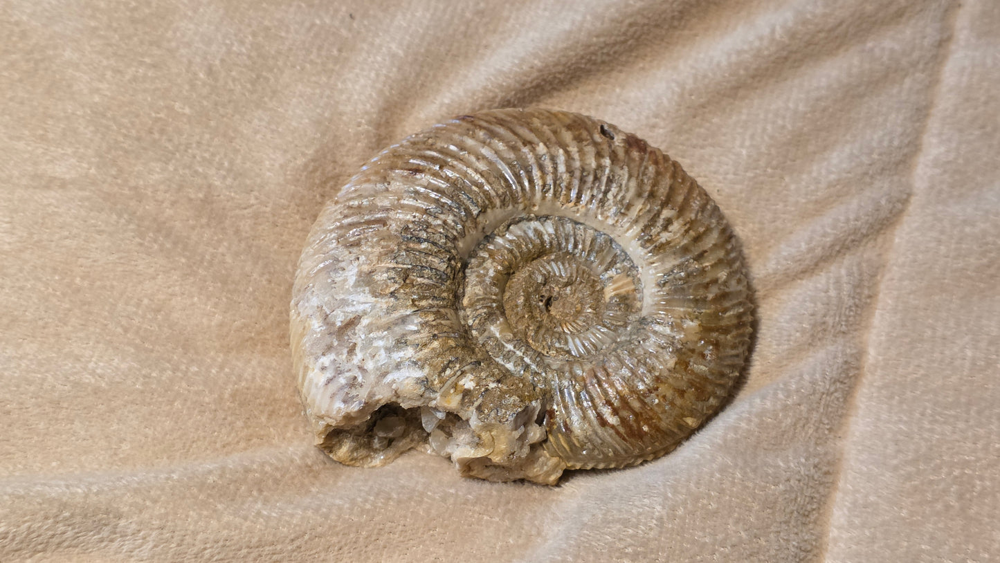 Parkinsonia fossil  id djf0109