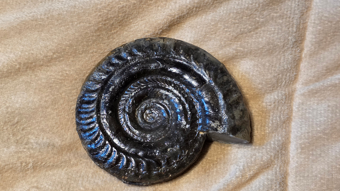 Hildoceras Bifrons fossil id djf0101