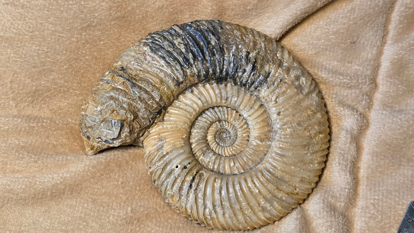 Parkinsonia fossil  id djf0106