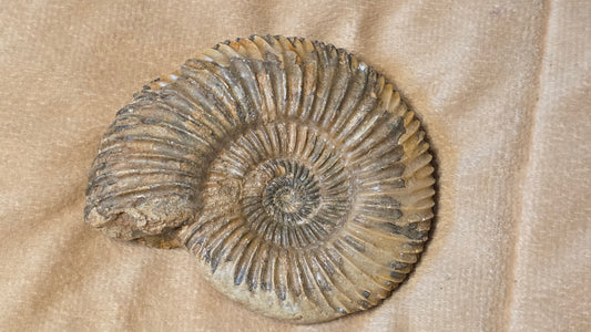 Parkinsonia fossil  id djf0105