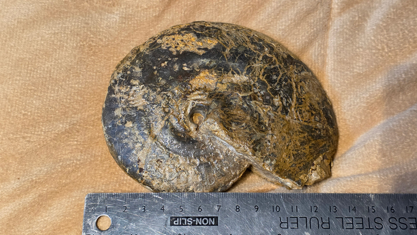 Strigoceras Truelli fossil  id djf0102