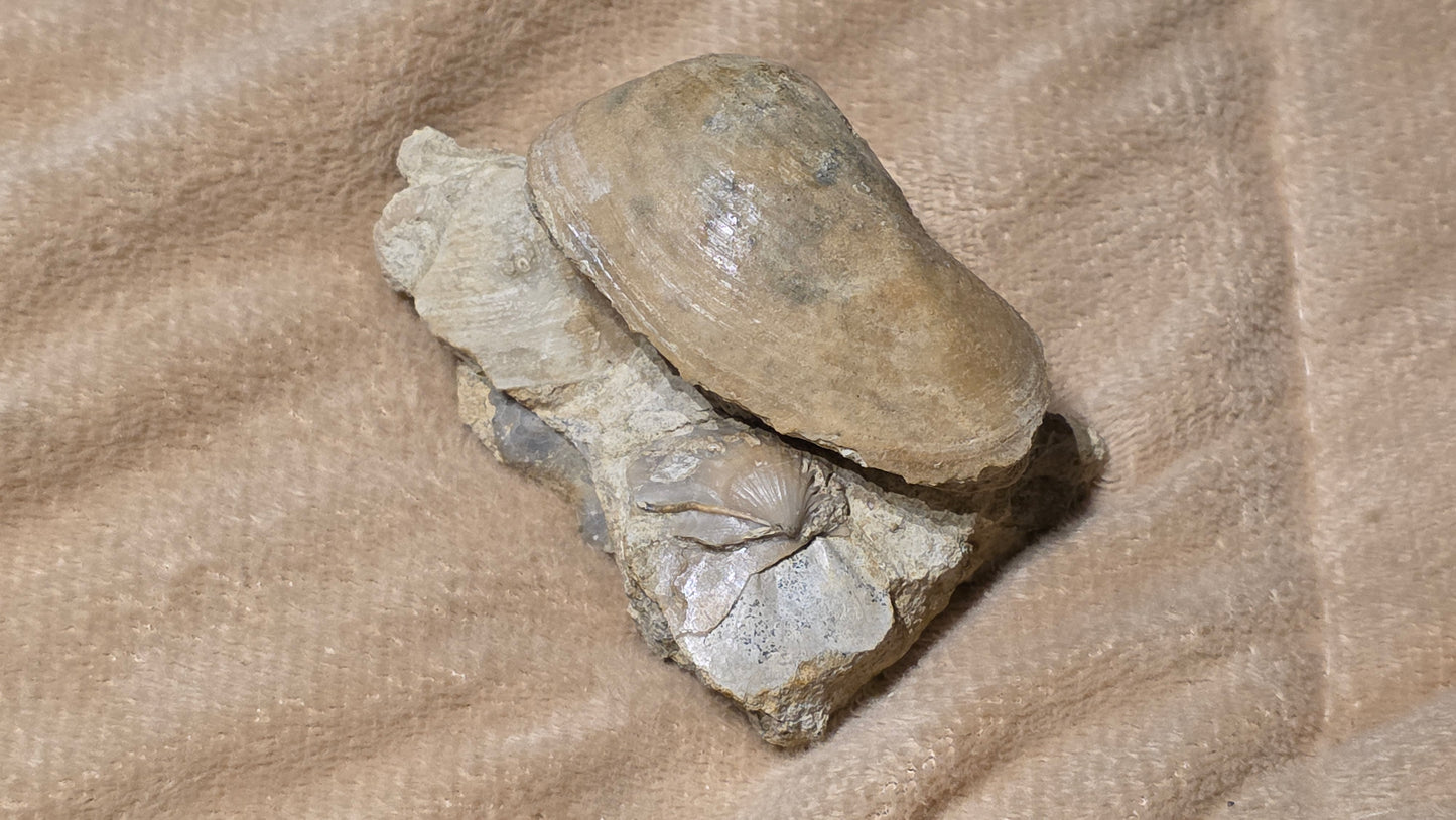 jurrasic bivalve fossil pleuroma?? id djf011