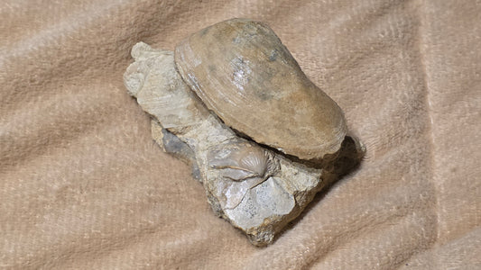 jurrasic bivalve fossil pleuroma?? id djf011
