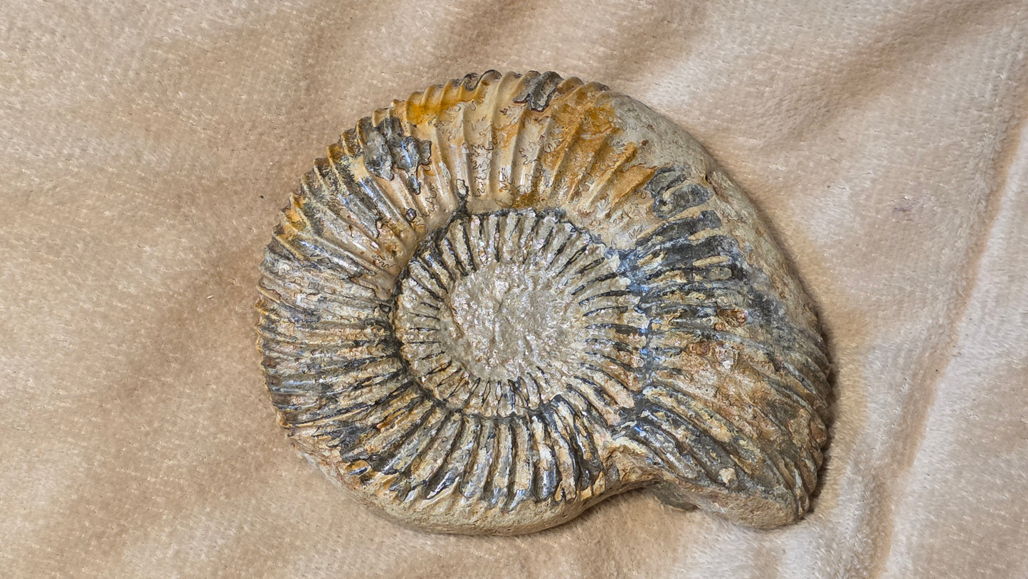 Parkinsonia fossil  id djf0105