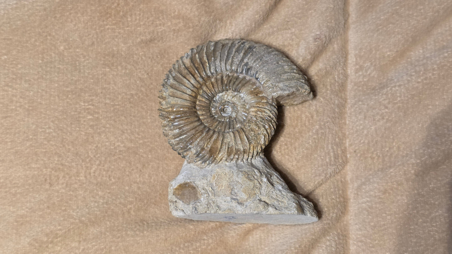 Parkinsonia fossil  id djf0114