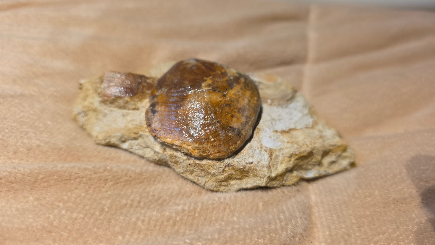 Astarte Obliqua Bivalve fossil id djf0111