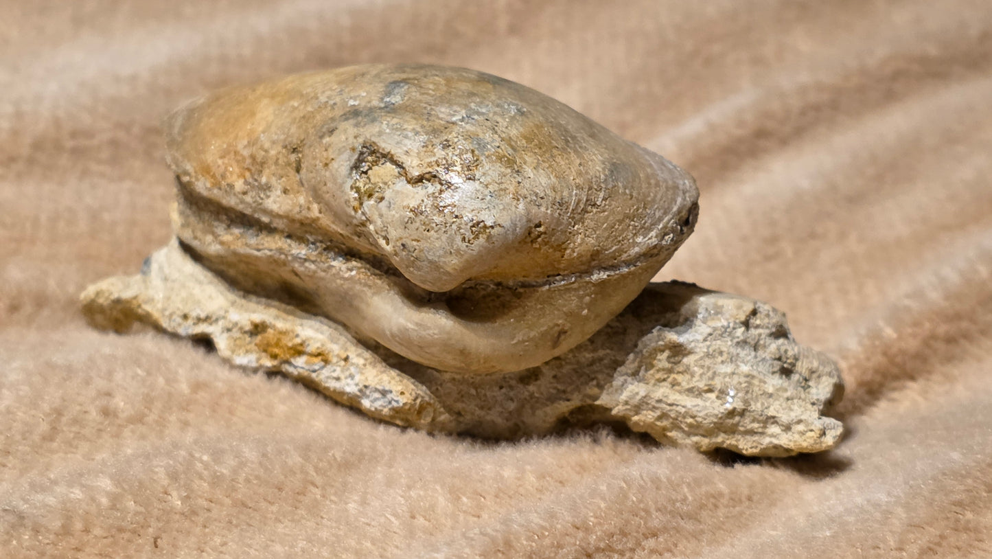 jurrasic bivalve fossil pleuroma?? id djf011