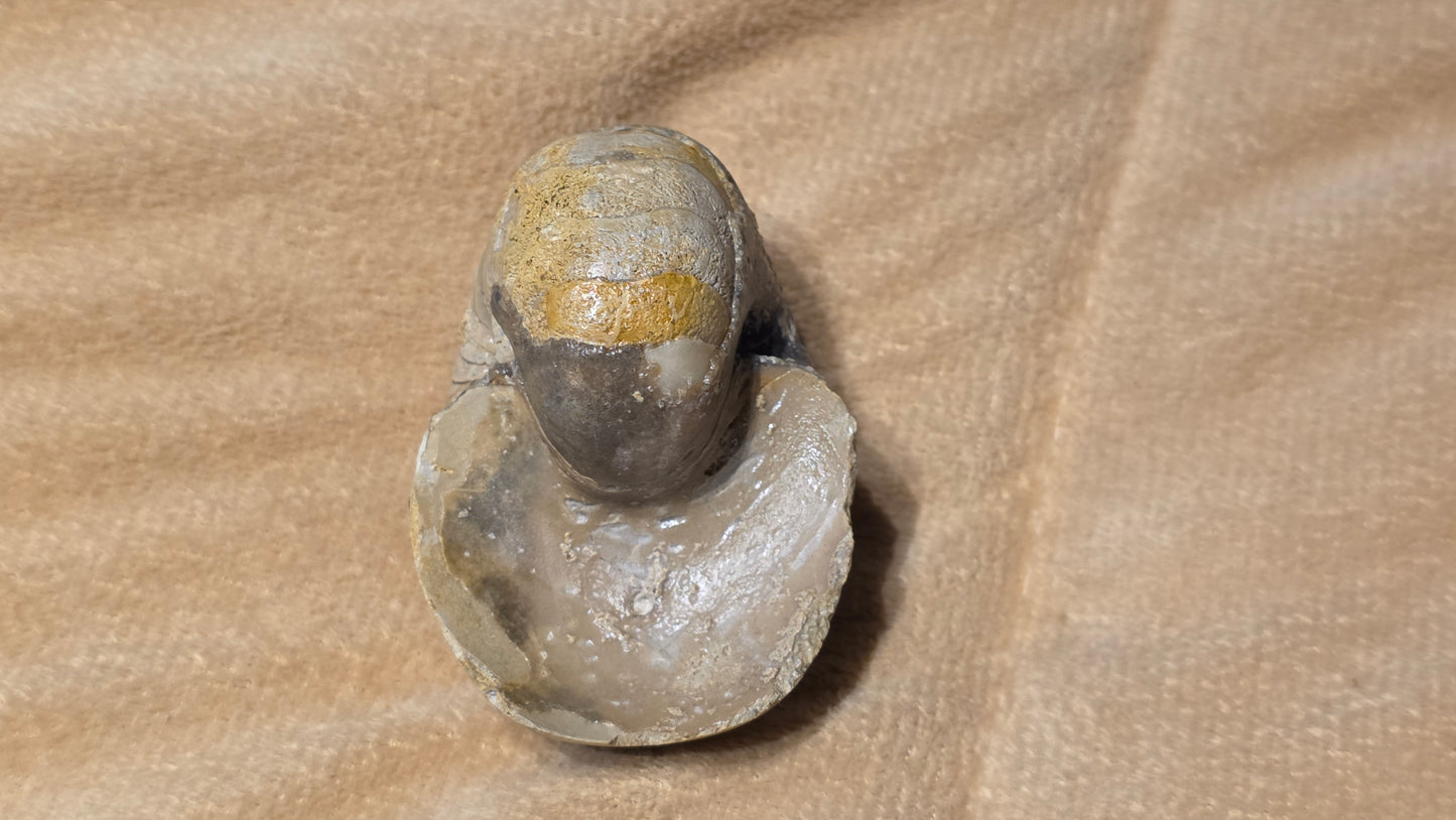 Cenoceras inornatum fossil id djf0117