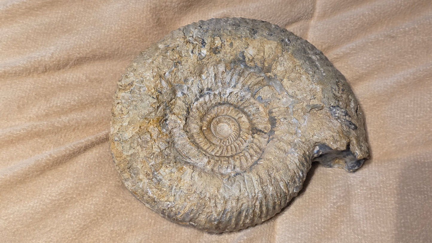 Parkinsonia ?? fossil  id djf0115