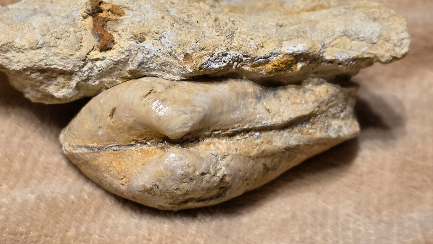 jurrasic bivalve fossil pleuroma?? id djf011