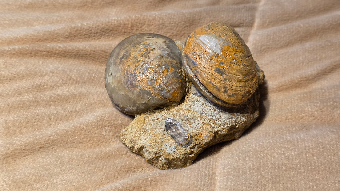 Astarte Obliqua Bivalve fossil id djf0113