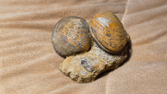 Astarte Obliqua Bivalve fossil id djf0113