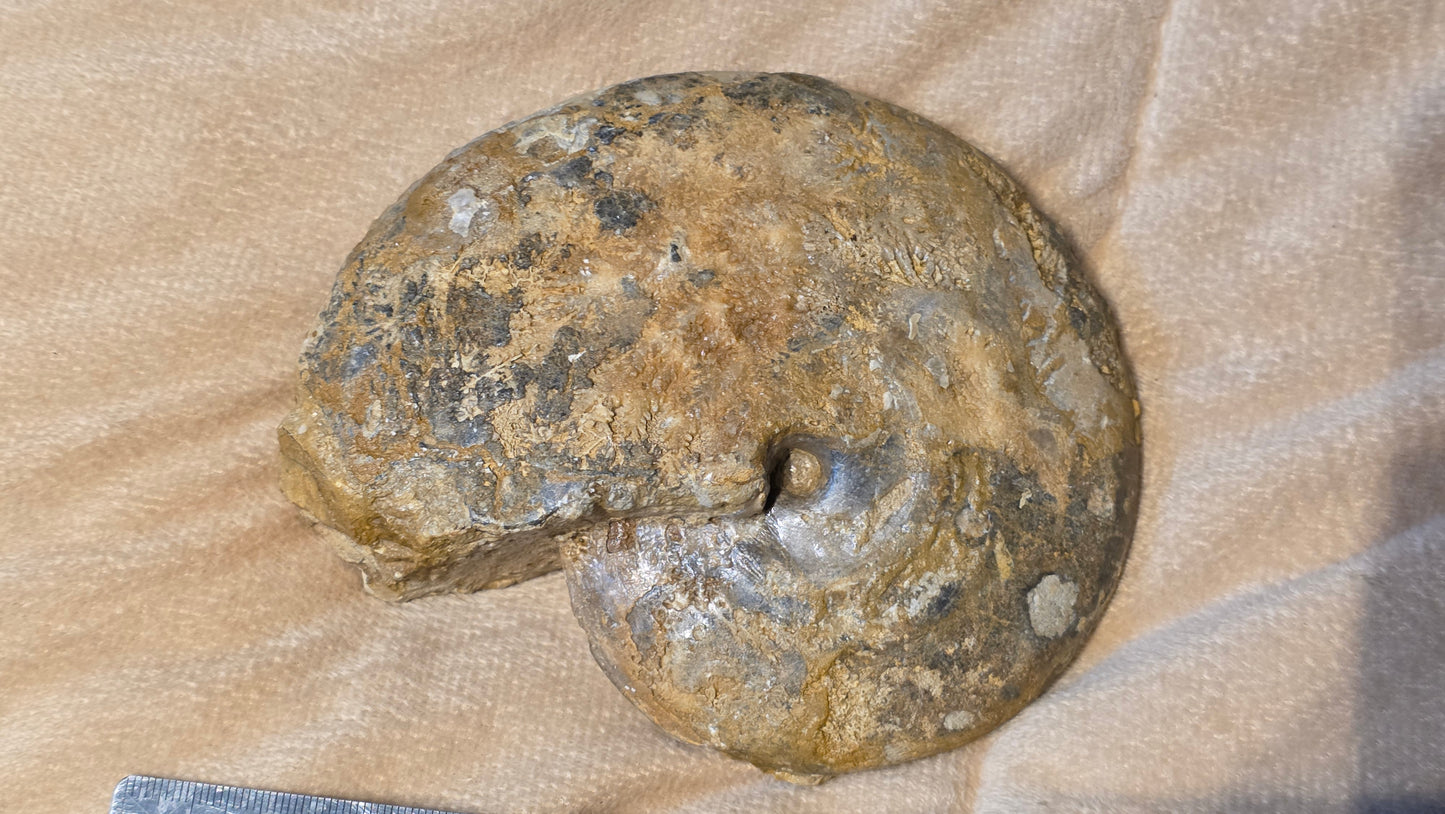 Strigoceras Truelli fossil  id djf0102