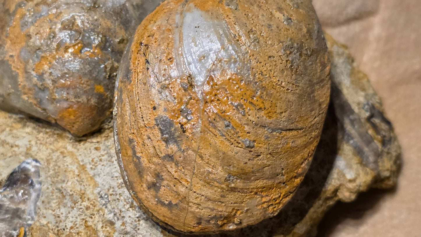 Astarte Obliqua Bivalve fossil id djf0113