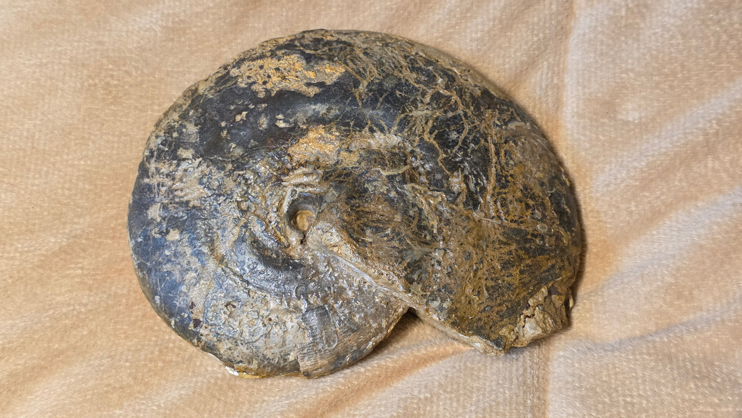 Strigoceras Truelli fossil  id djf0102