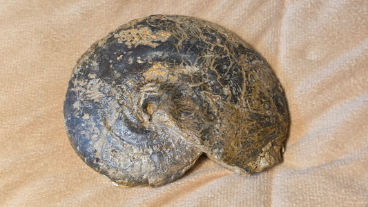 Strigoceras Truelli fossil  id djf0102