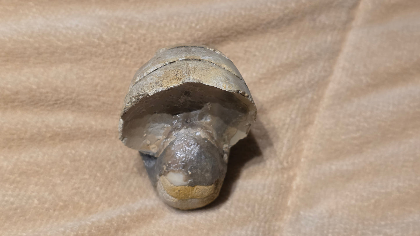 Cenoceras inornatum fossil id djf0117