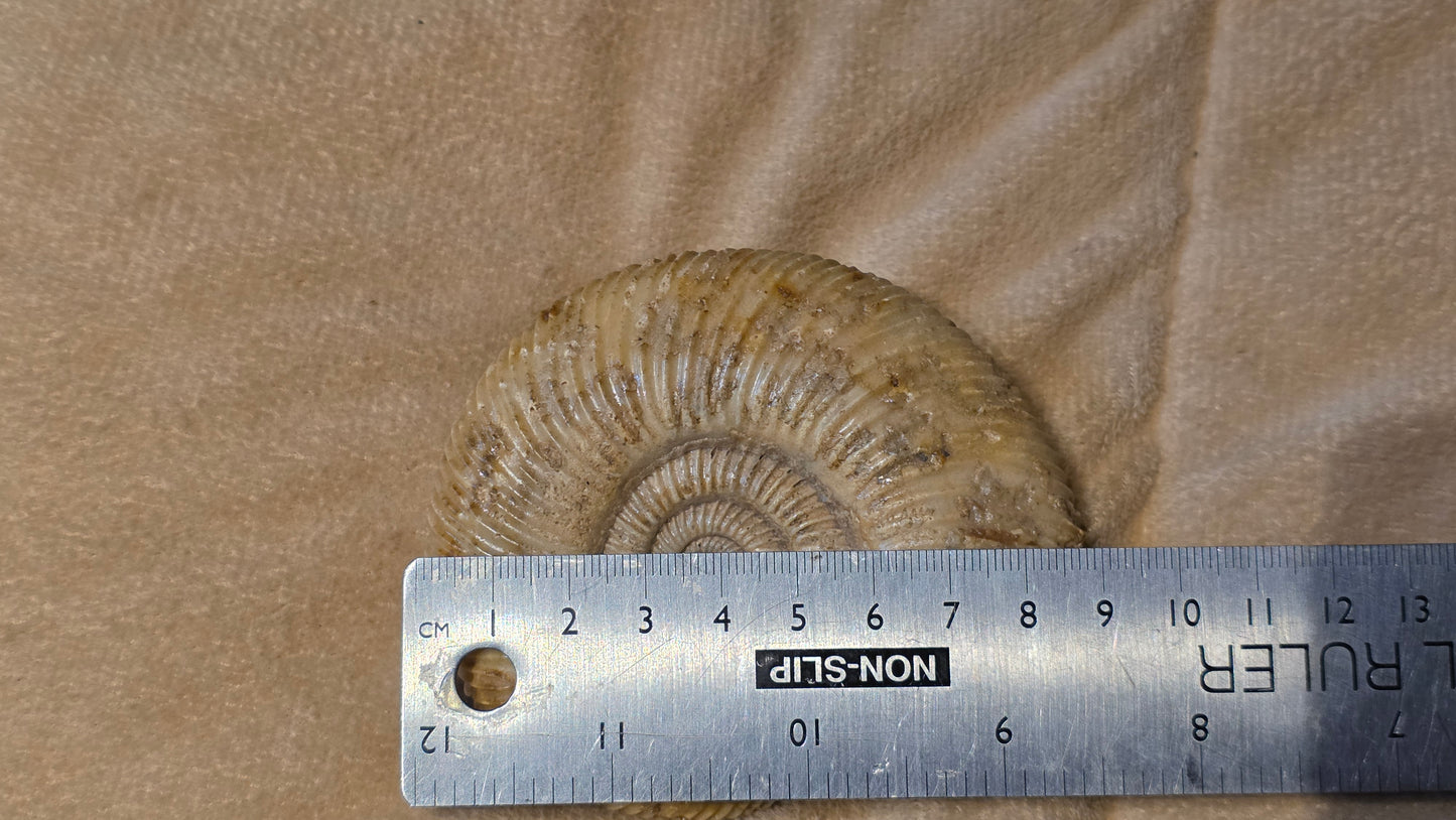 Parkinsonia fossil  id djf0109
