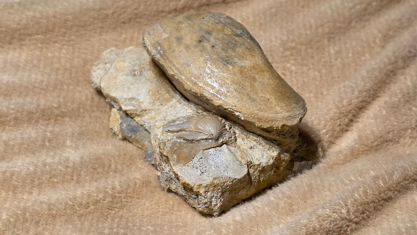 jurrasic bivalve fossil pleuroma?? id djf011